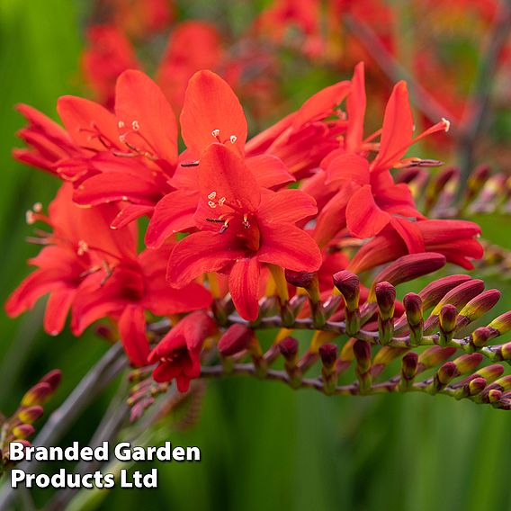 Crocosmia 'Lucifer'