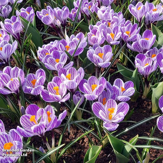Crocus 'Pickwick'