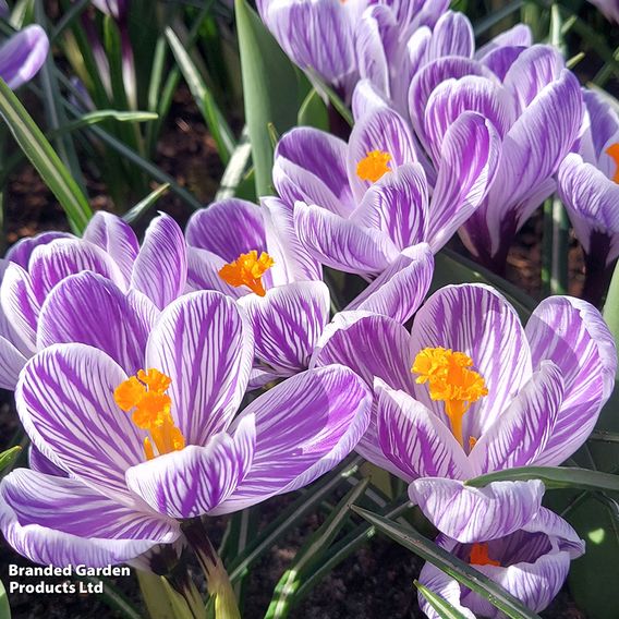 Crocus 'Pickwick'