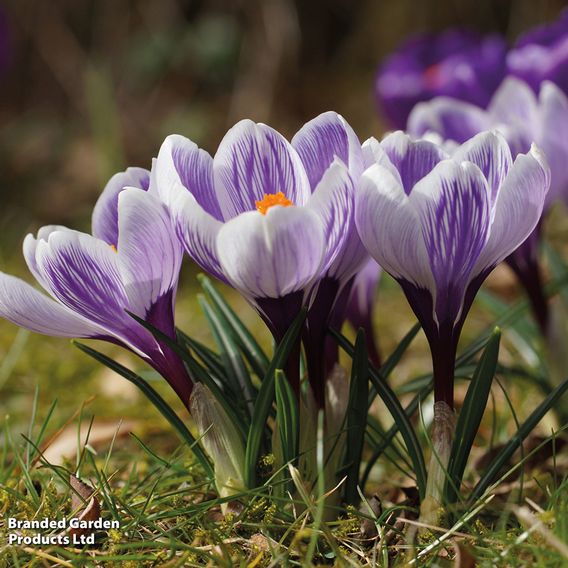 Crocus 'Pickwick'