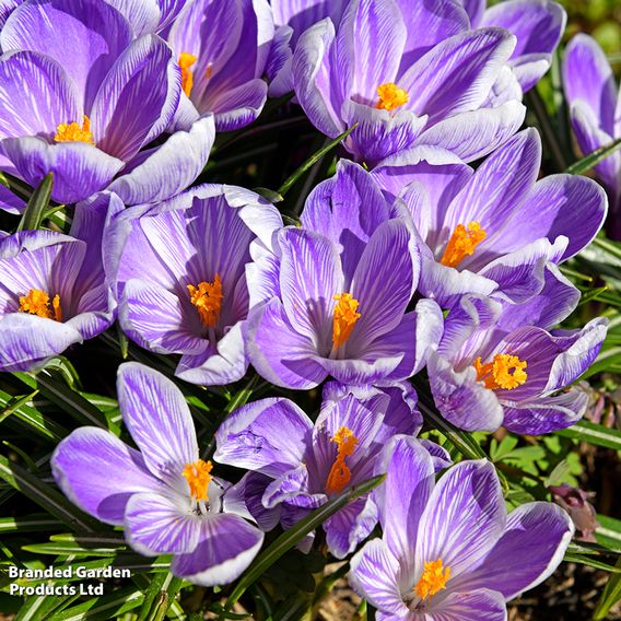 Crocus 'Pickwick'