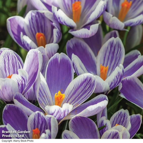 Crocus 'Pickwick'