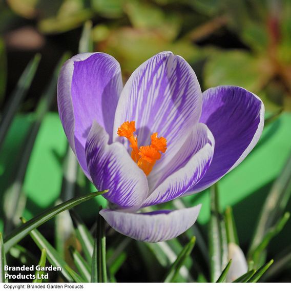 Crocus 'Pickwick'
