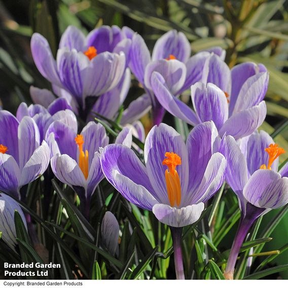 Crocus 'Pickwick'