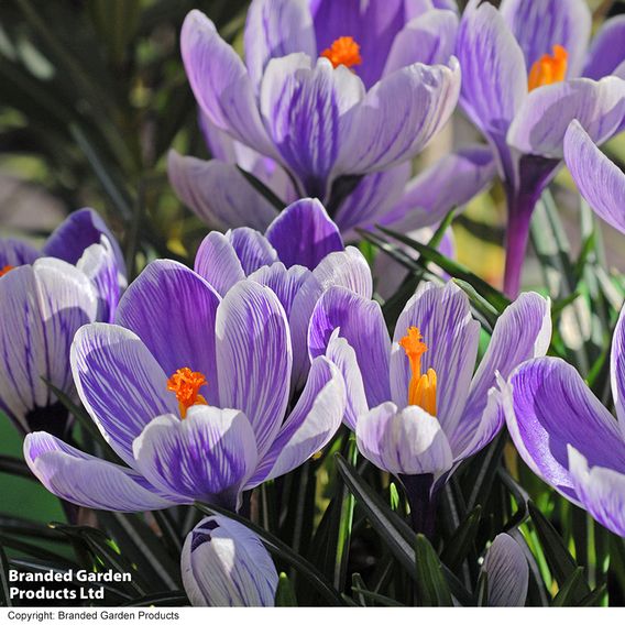 Crocus 'Pickwick'