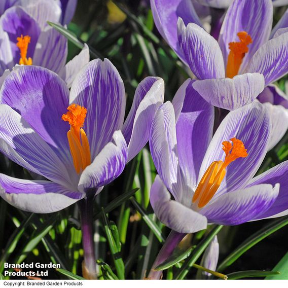 Crocus 'Pickwick'