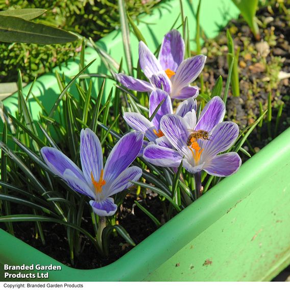 Crocus 'Pickwick'