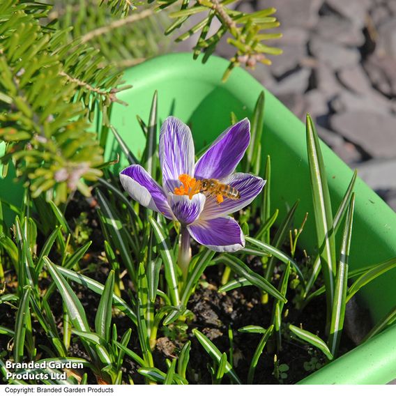 Crocus 'Pickwick'