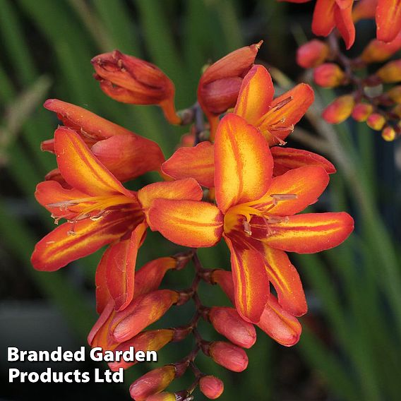 Crocosmia 'Firestars Scorchio'