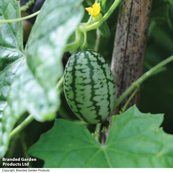 Cucamelon 'Melothria Scabra' - Seeds
