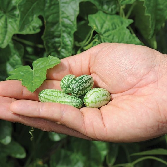 Cucamelon 'Melothria Scabra' - Seeds