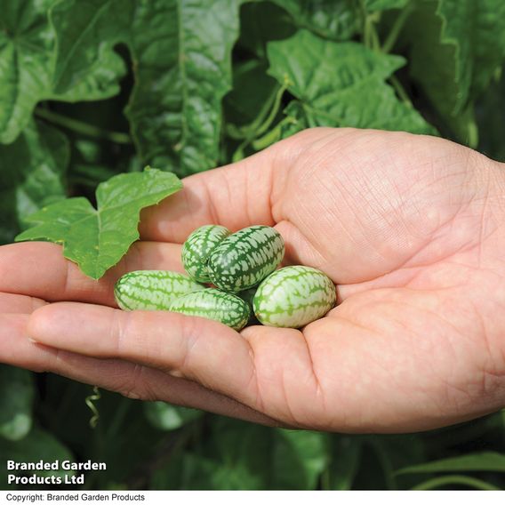 Cucamelon 'Melothria Scabra' - Seeds
