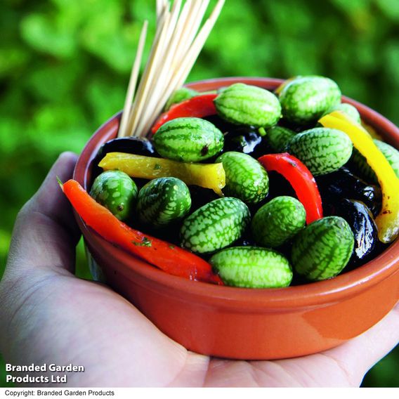 Cucamelon 'Melothria Scabra' - Seeds