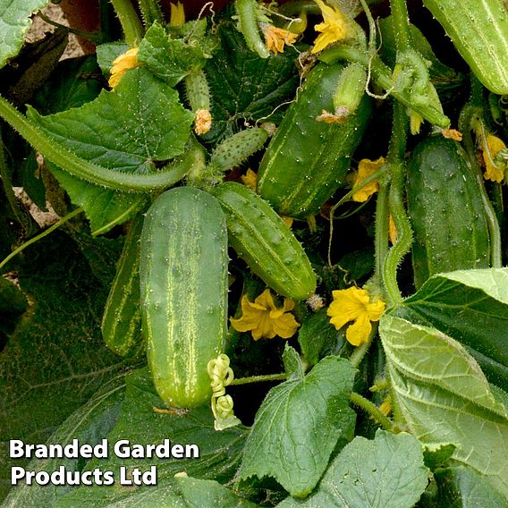 Cucumber Seeds - Dar