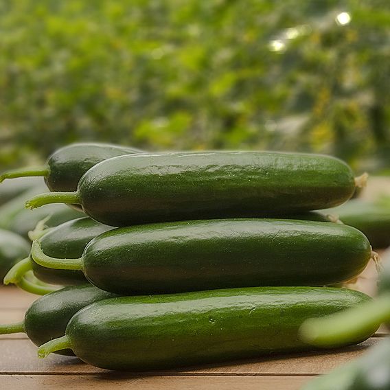 Cucumber 'Ayda'