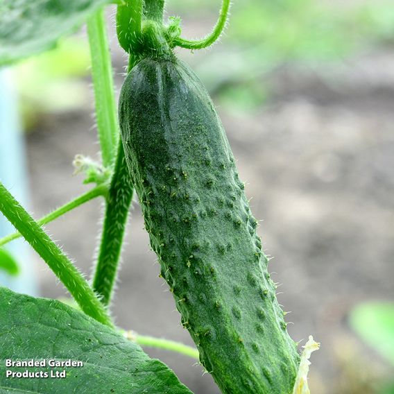 Cucumber 'Burpees Bush Champion' F1 - Seeds
