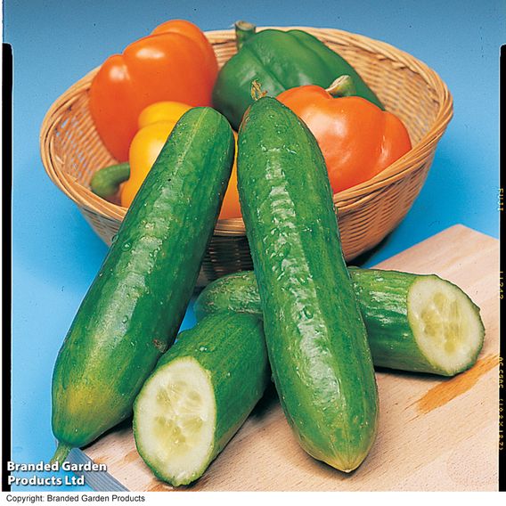 Cucumber 'Burpees Bush Champion' F1 - Seeds