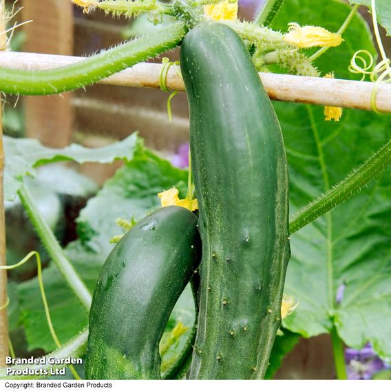 Cucumber 'Burpees Bush Champion' F1 - Seeds