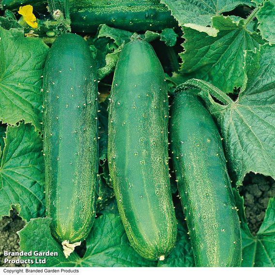 Cucumber 'Burpees Bush Champion' F1 - Seeds