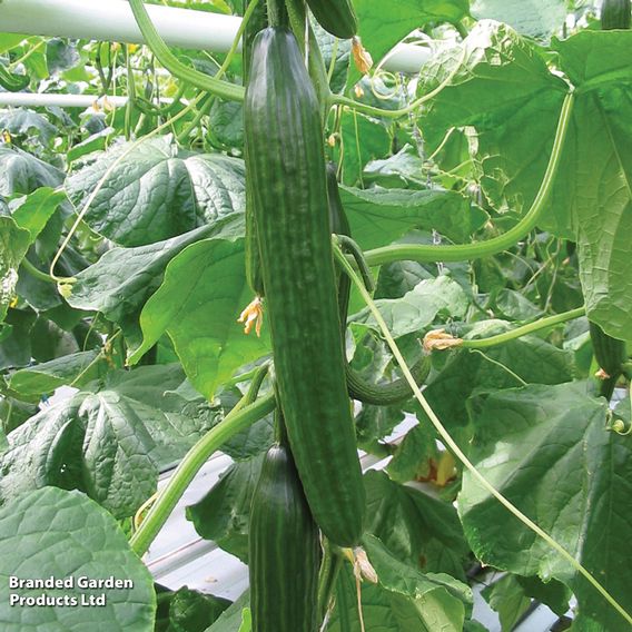 Cucumber 'Carmen' F1 - Seeds