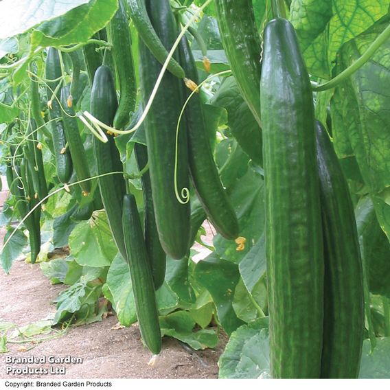 Cucumber 'Carmen' F1 - Seeds