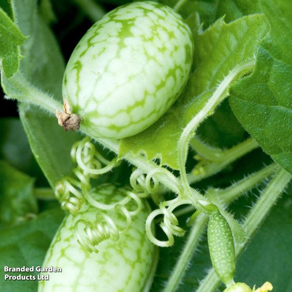 Cucamelon 'Melothria Scabra' - Seeds