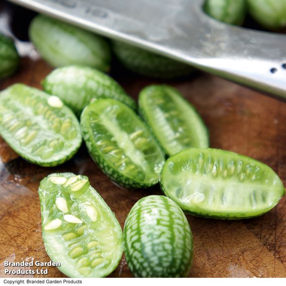 Cucamelon 'Melothria Scabra' - Seeds