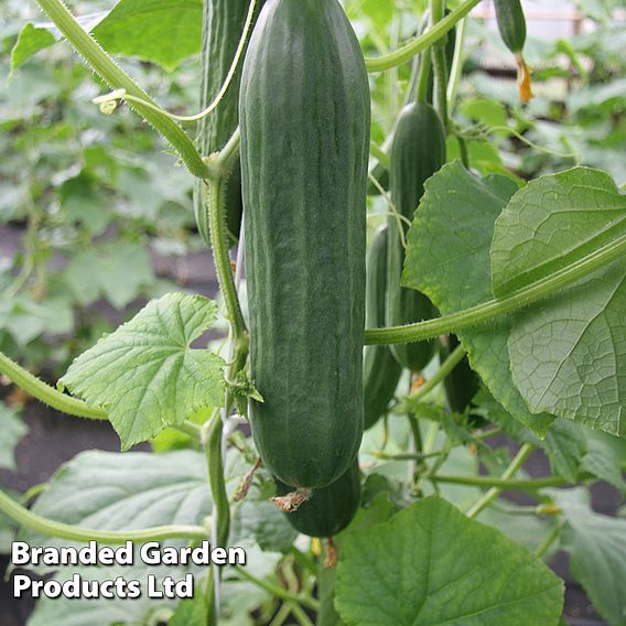 Cucumber 'Emilie' F1 - Seeds