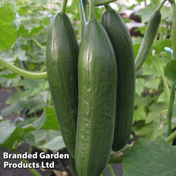Cucumber 'Emilie' F1 - Seeds