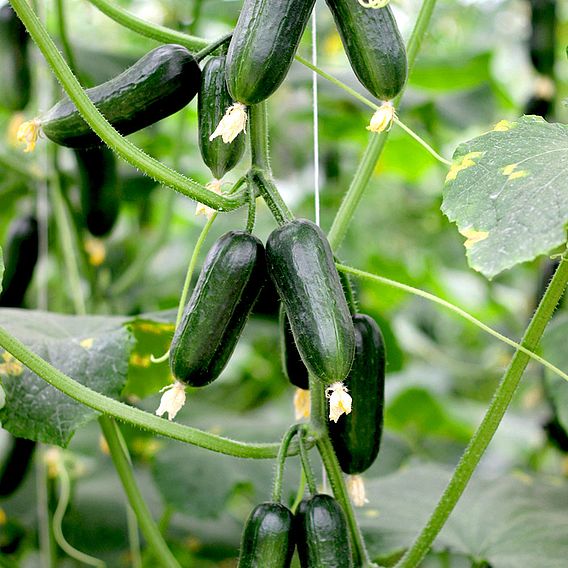 Cucumber 'Hopeline' F1 - Seeds