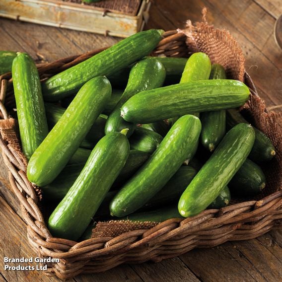 Cucumber 'Mini Stars' F1 (Grafted)