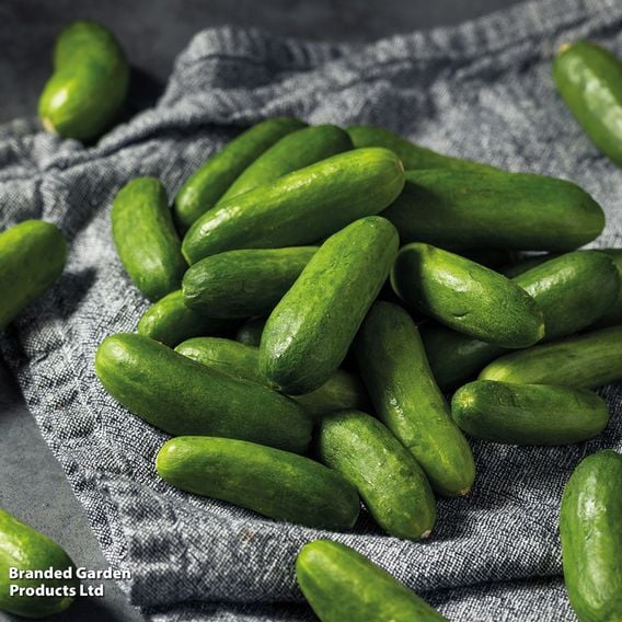 Cucumber 'Mini Stars' F1 (Grafted)