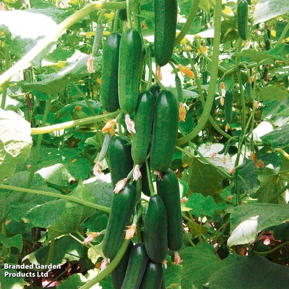 Cucumber 'Mini Stars' F1 (Grafted)