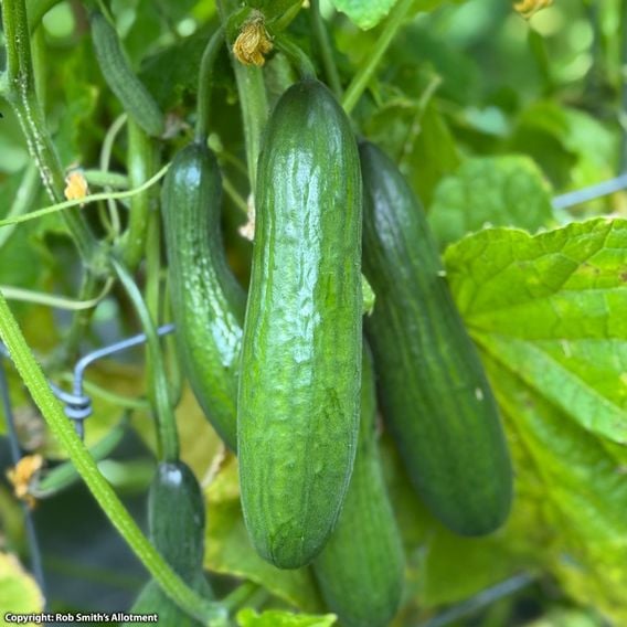 Cucumber 'Ofelie' F1 - Seeds