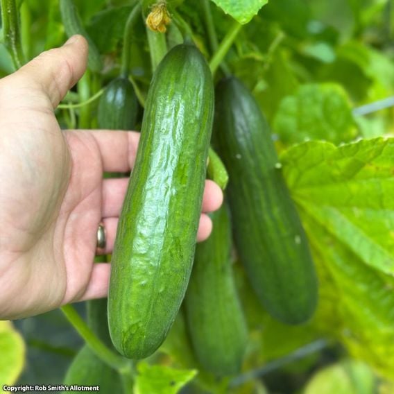 Cucumber 'Ofelie' F1 - Seeds