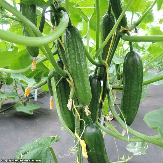 Cucumber 'Ofelie' F1 - Seeds