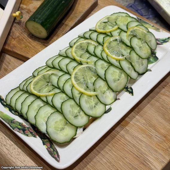 Cucumber 'Ofelie' F1 - Seeds