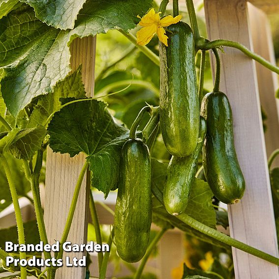 Cucumber 'Party Time' F1 - Seeds