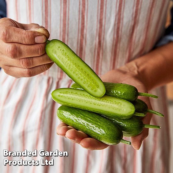 Cucumber 'Party Time' F1 - Seeds