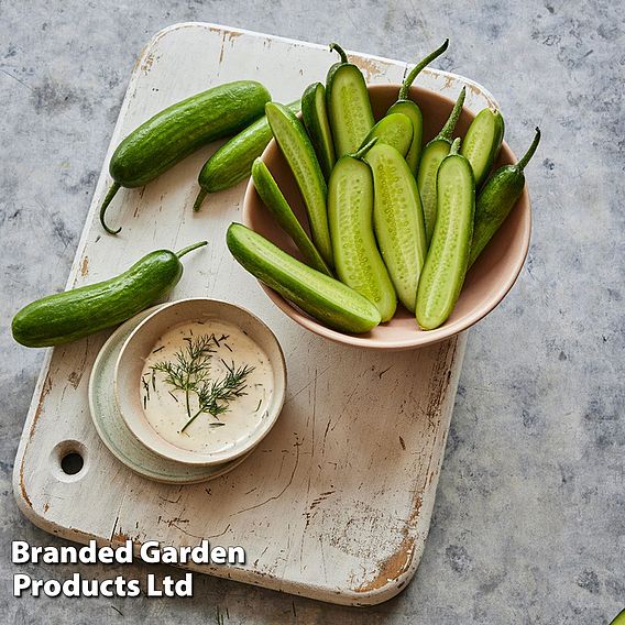 Cucumber 'Party Time' F1 - Seeds