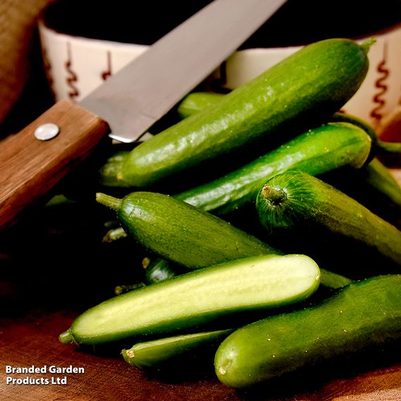 Cucumber 'Passandra' F1 - Organic Seeds