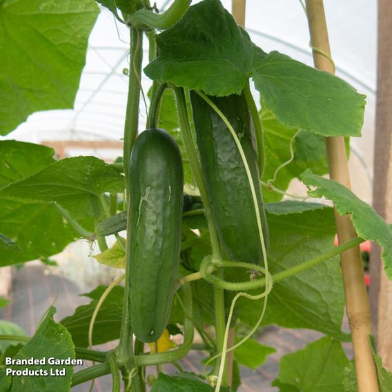 Cucumber 'Passandra' F1 - Organic Seeds