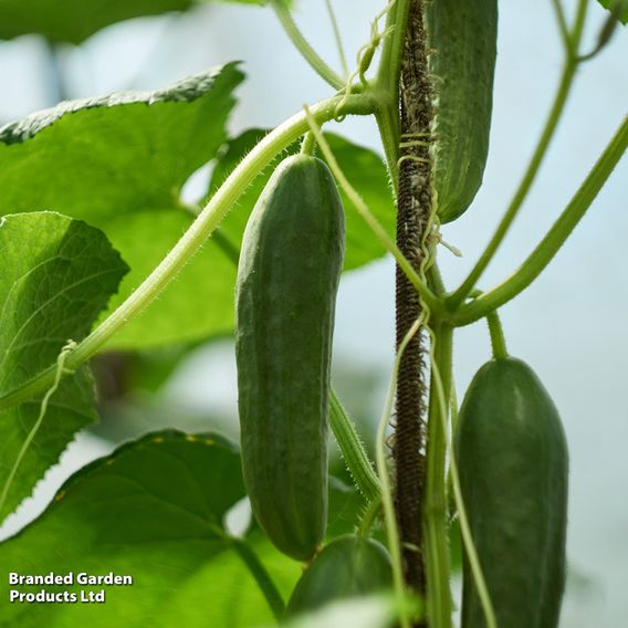 Cucumber 'Passandra' F1 - Organic Seeds
