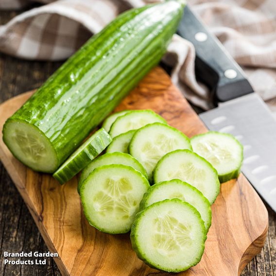 Cucumber 'Passandra' F1 - Organic Seeds