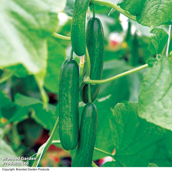 Cucumber 'Passandra' F1 - Organic Seeds