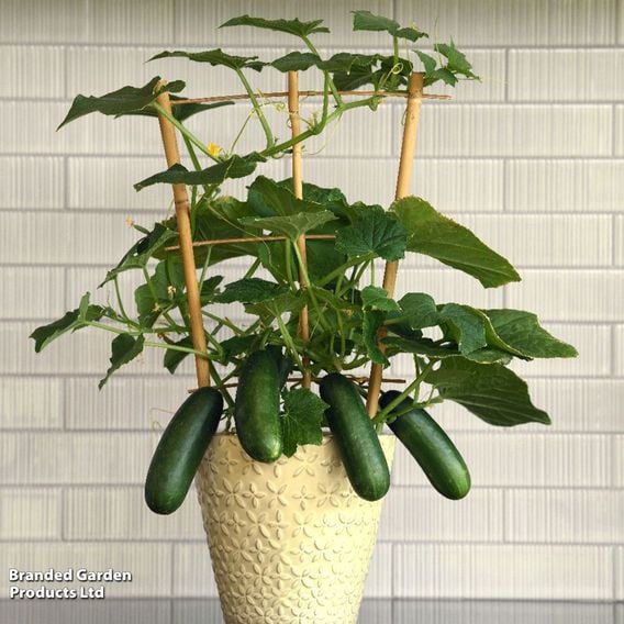 Cucumber 'Quick Snack'