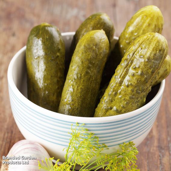 Cucumber 'Venlo Pickling' (Cornichon) - Seeds