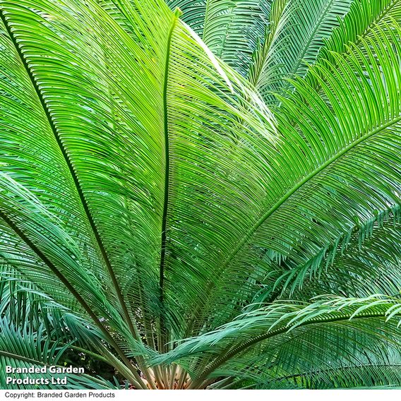 Cycas revoluta 'King Sago' Palm