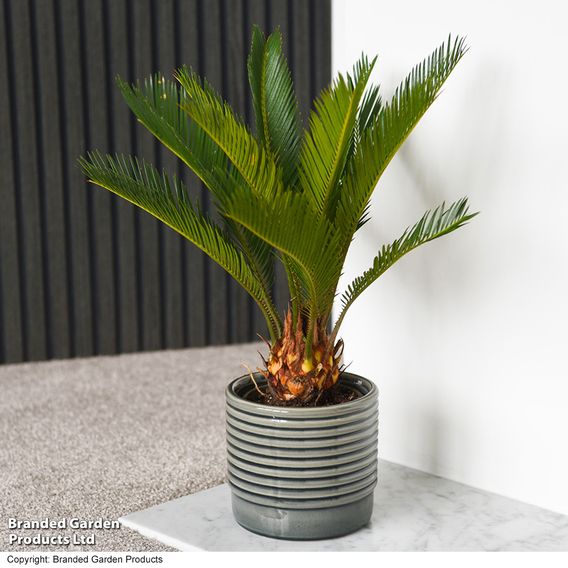 Cycas revoluta 'King Sago' Palm