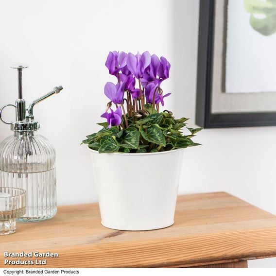 Cyclamen persicum 'Dragon Blue'